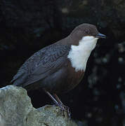 White-throated Dipper