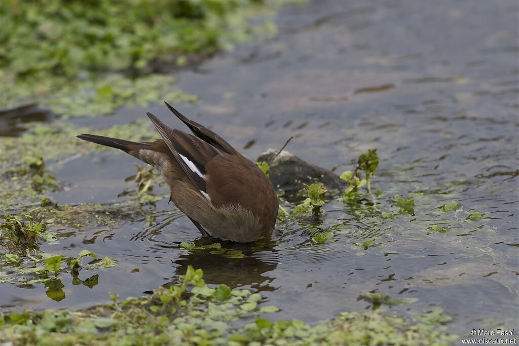 White-winged Cinclodesadult, identification, feeding habits, Behaviour