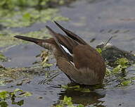 Cinclode à ailes blanches