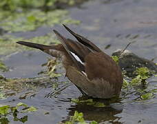 White-winged Cinclodes