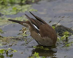 Cinclode à ailes blanches