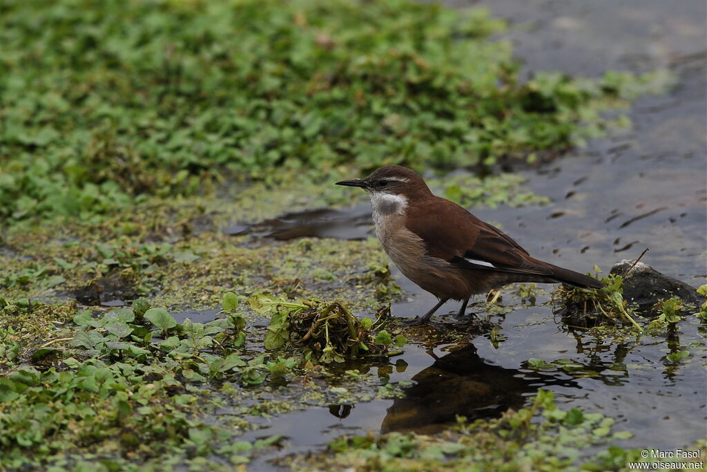 White-winged Cinclodesadult, identification, Behaviour