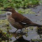 Cinclode à ailes blanches