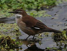 White-winged Cinclodes