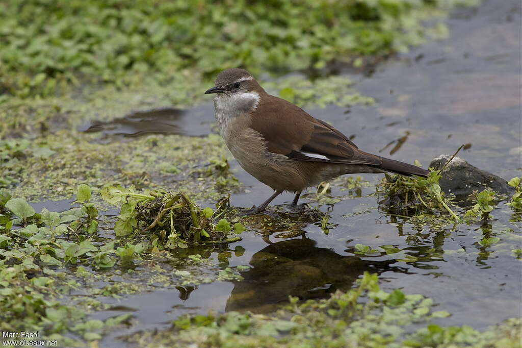 White-winged Cinclodesadult, habitat, Behaviour