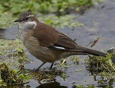 Cinclode à ailes blanches