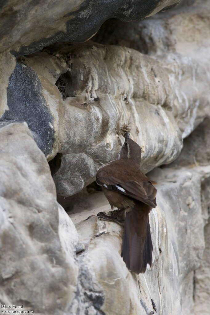 White-winged Cinclodesadult, Reproduction-nesting