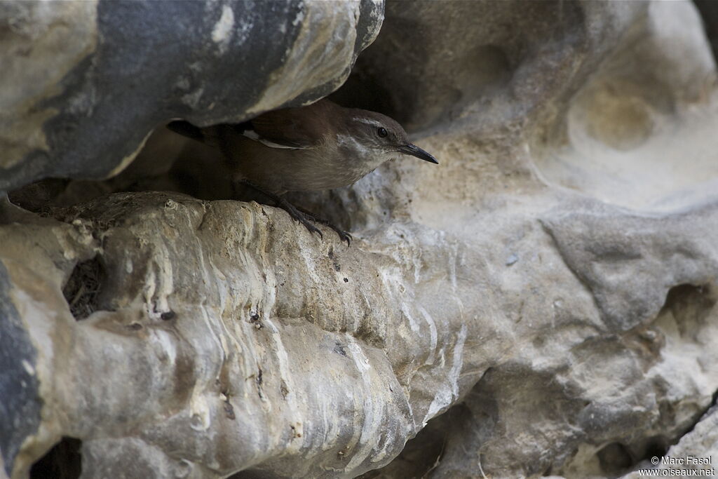 White-winged Cinclodesadult, identification, Reproduction-nesting