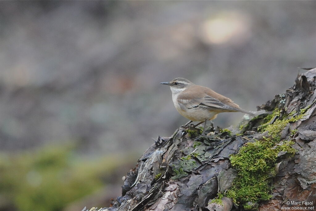 Cream-winged Cinclodes, identification