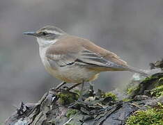 Cream-winged Cinclodes