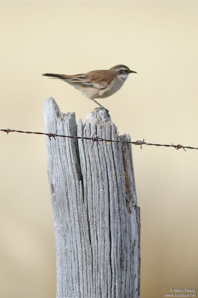 Cream-winged Cinclodesadult, identification