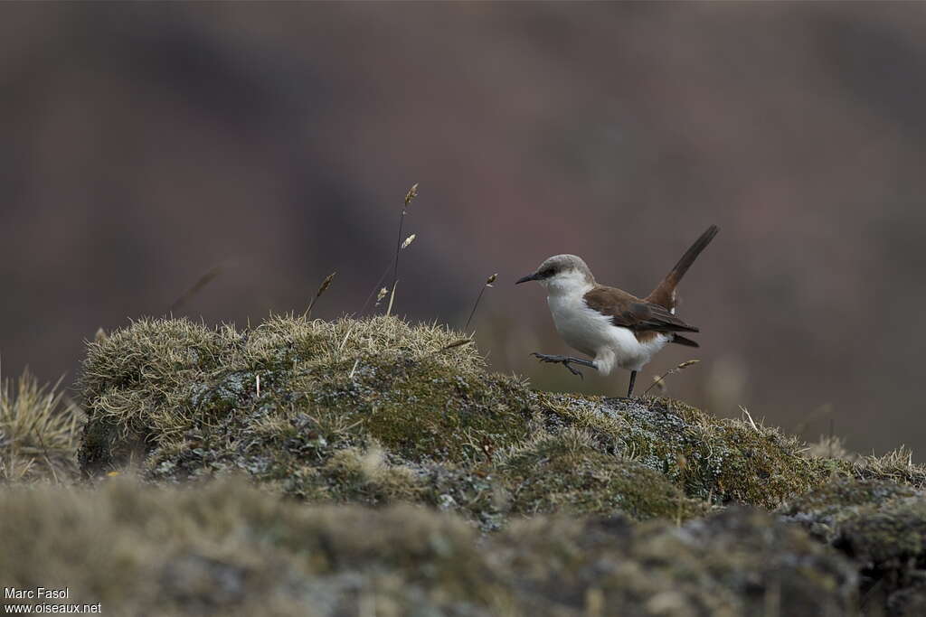 White-bellied Cinclodesadult, habitat, Behaviour