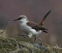 White-bellied Cinclodes