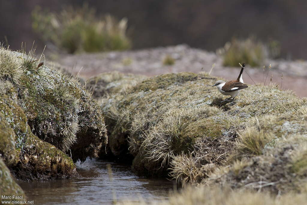 White-bellied Cinclodesadult, habitat, feeding habits, Behaviour