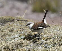 White-bellied Cinclodes