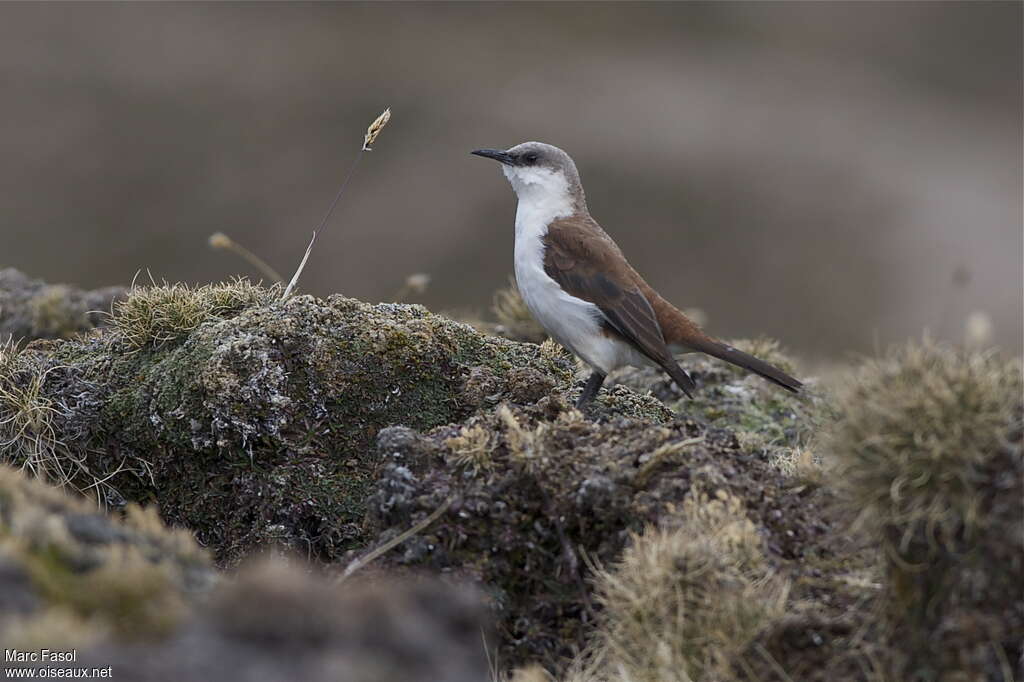 White-bellied Cinclodesadult, identification