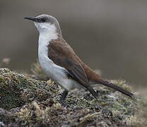 White-bellied Cinclodes