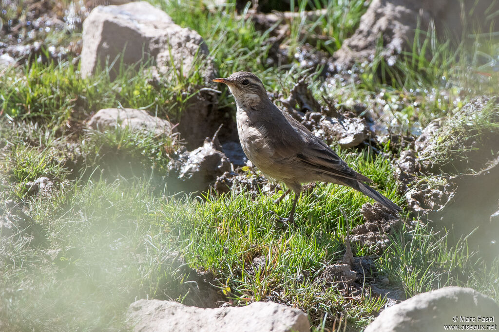 Cinclode brunadulte, identification