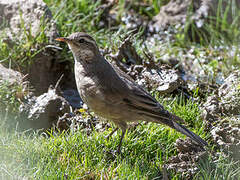 Buff-winged Cinclodes