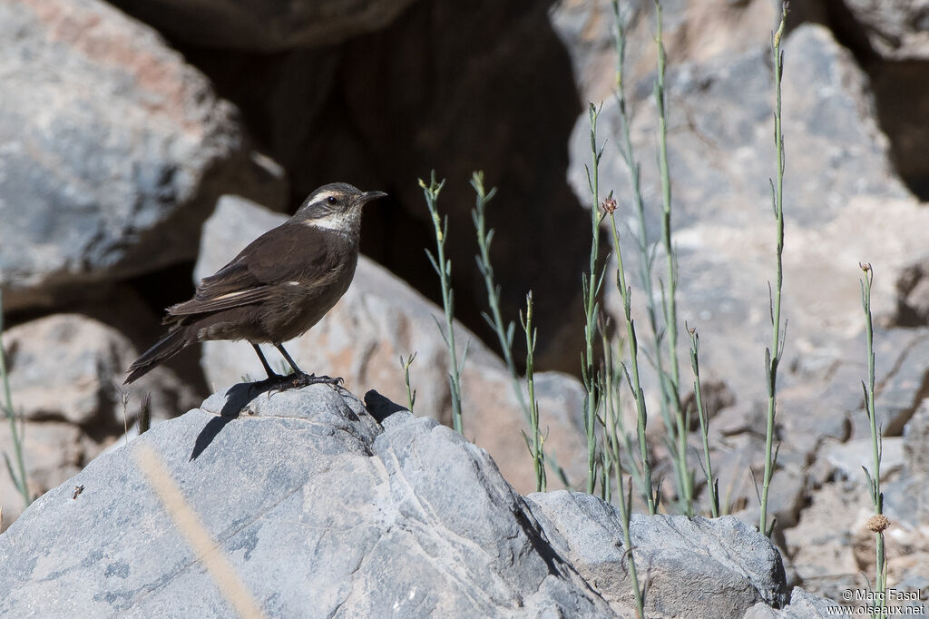 Grey-flanked Cinclodesadult, identification