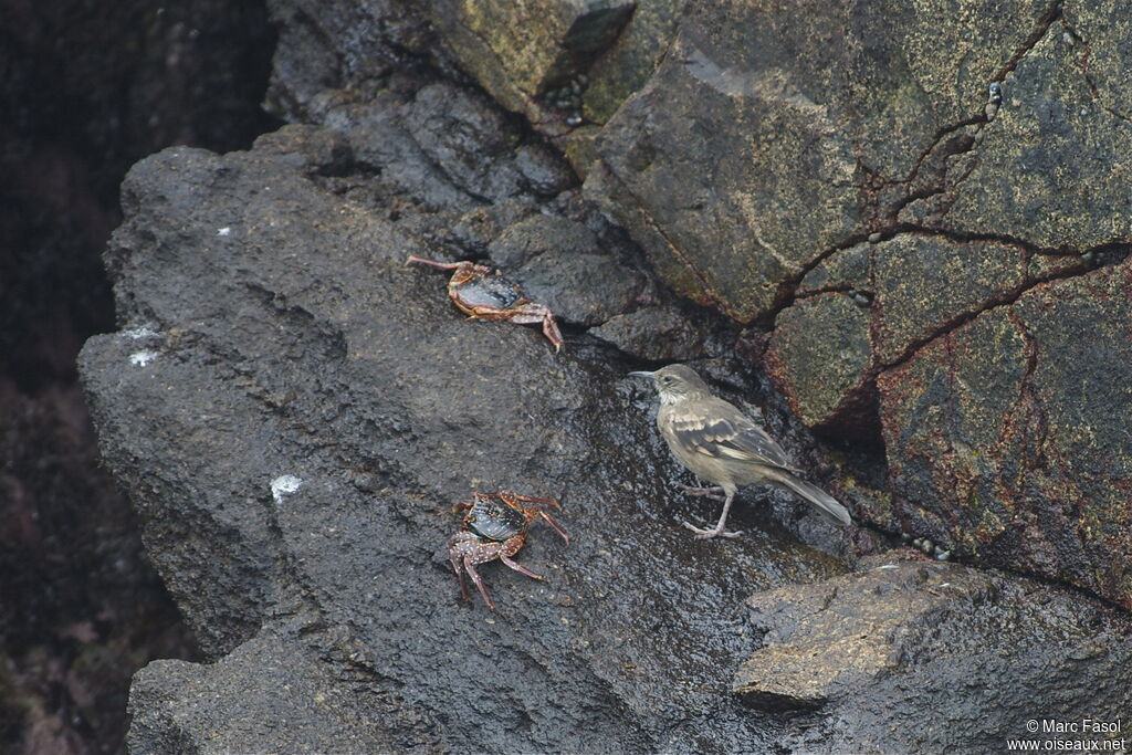 Peruvian Seaside Cinclodesadult, identification, Behaviour