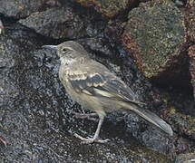 Peruvian Seaside Cinclodes