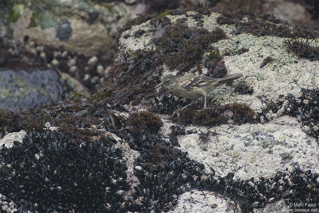 Peruvian Seaside Cinclodesadult, identification, feeding habits, Behaviour