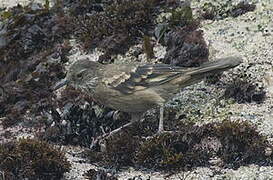 Peruvian Seaside Cinclodes