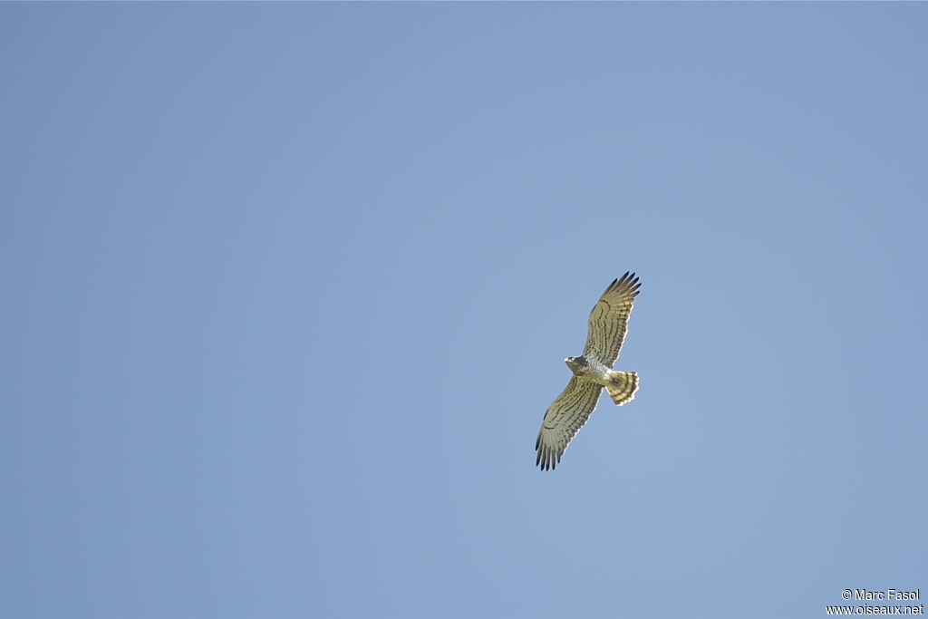 Short-toed Snake Eagleadult breeding, Flight