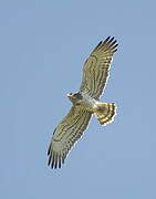 Short-toed Snake Eagle