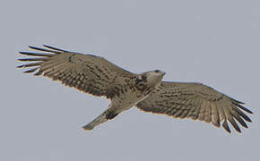 Short-toed Snake Eagle