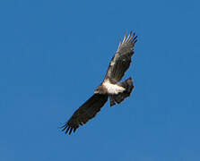 Short-toed Snake Eagle