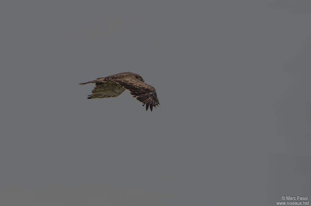 Short-toed Snake Eagleadult, Flight