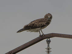 Short-toed Snake Eagle