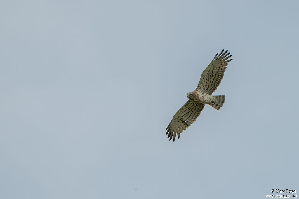 Short-toed Snake Eagleadult, Flight