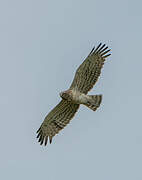 Short-toed Snake Eagle