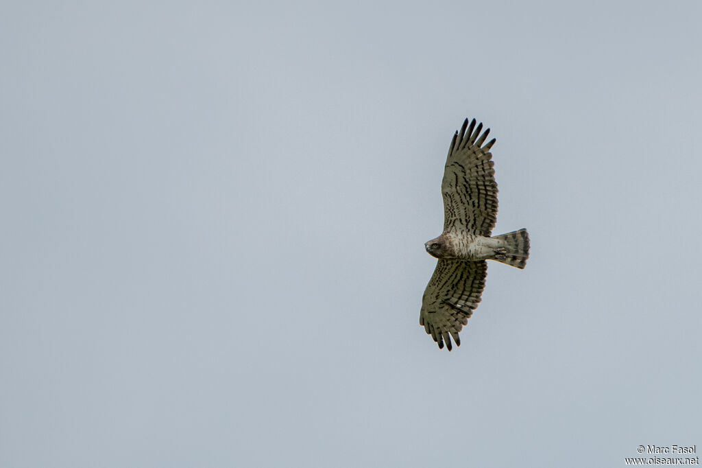 Short-toed Snake Eagleadult, Flight