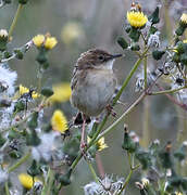 Zitting Cisticola