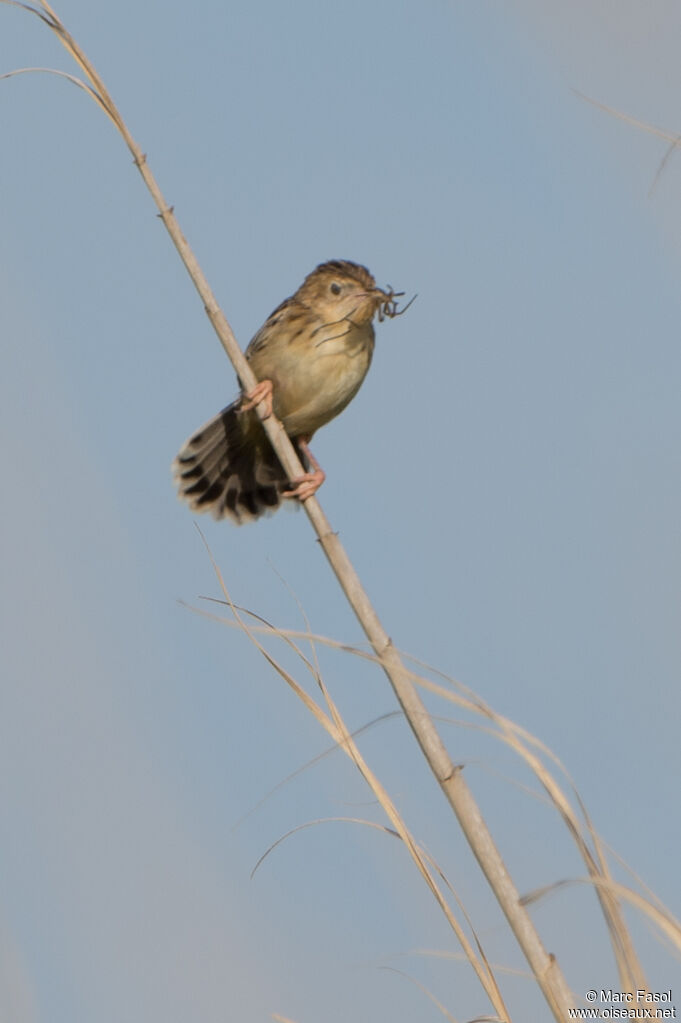 Zitting Cisticolaadult, identification, Reproduction-nesting