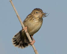 Zitting Cisticola