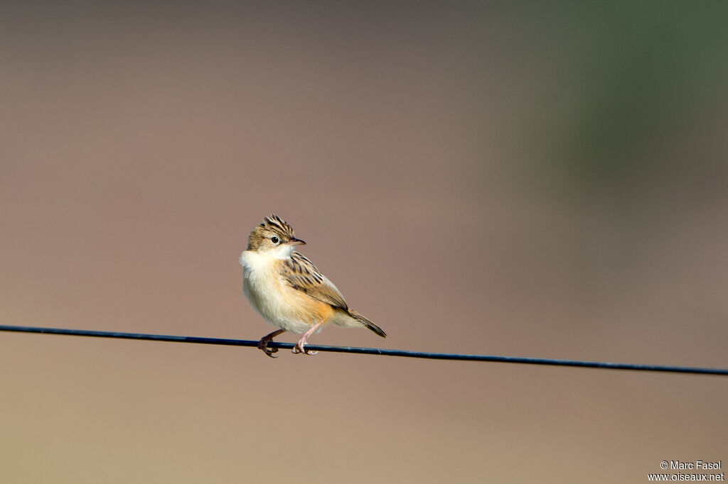 Zitting Cisticola