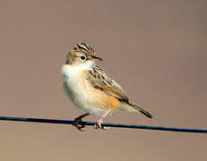 Zitting Cisticola