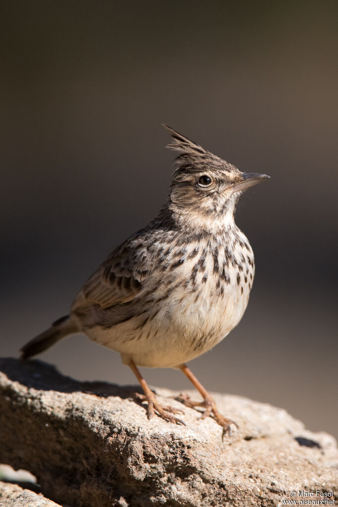 Thekla's Larkadult, identification