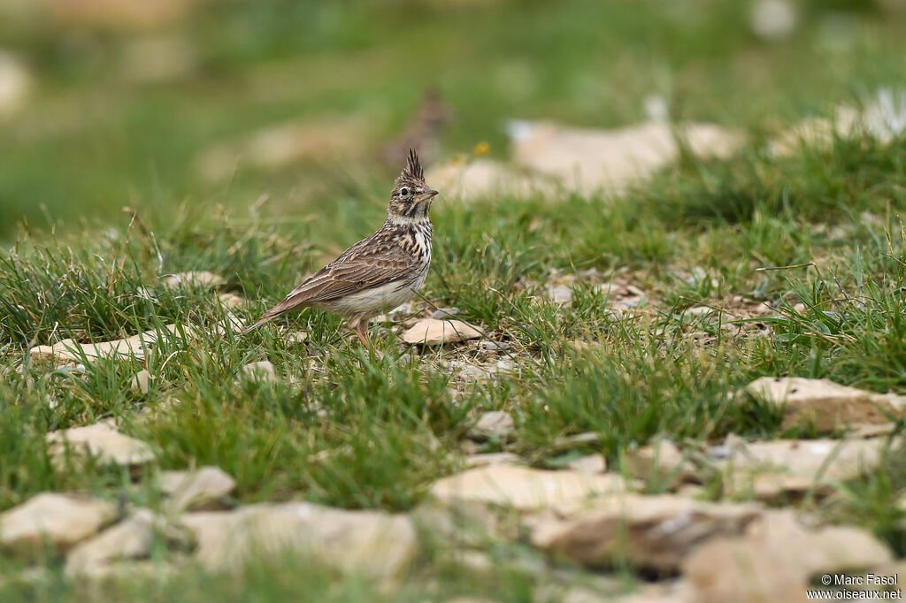 Cochevis de Théklaadulte nuptial, habitat