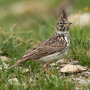 Thekla's Lark