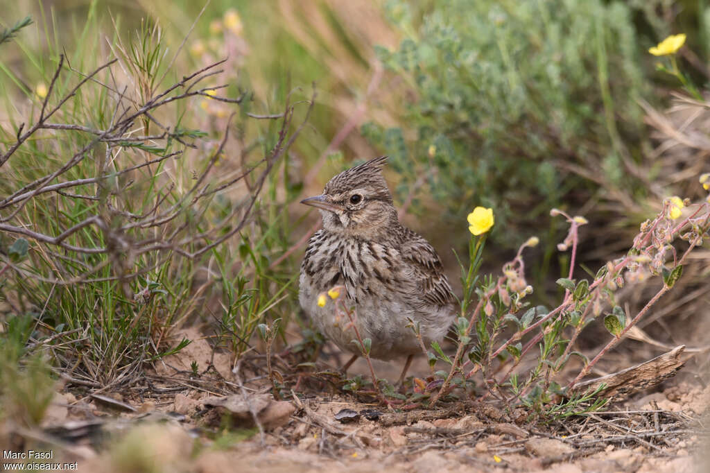 Thekla's Larkadult breeding, close-up portrait