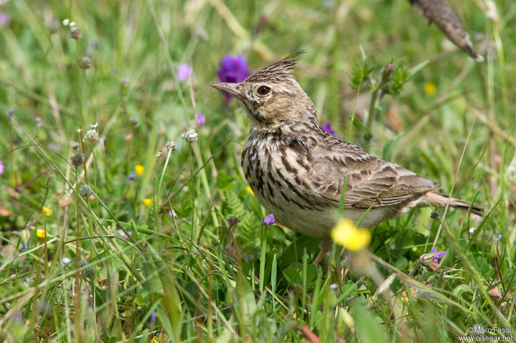 Thekla's Larkadult breeding, identification, walking