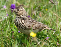 Thekla's Lark