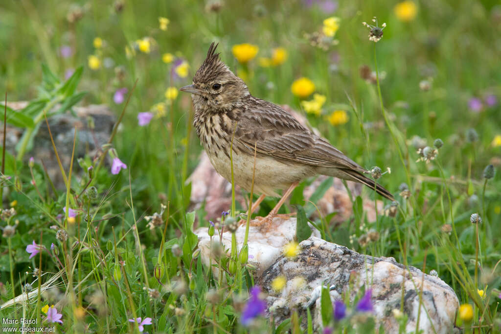 Thekla's Larkadult, identification