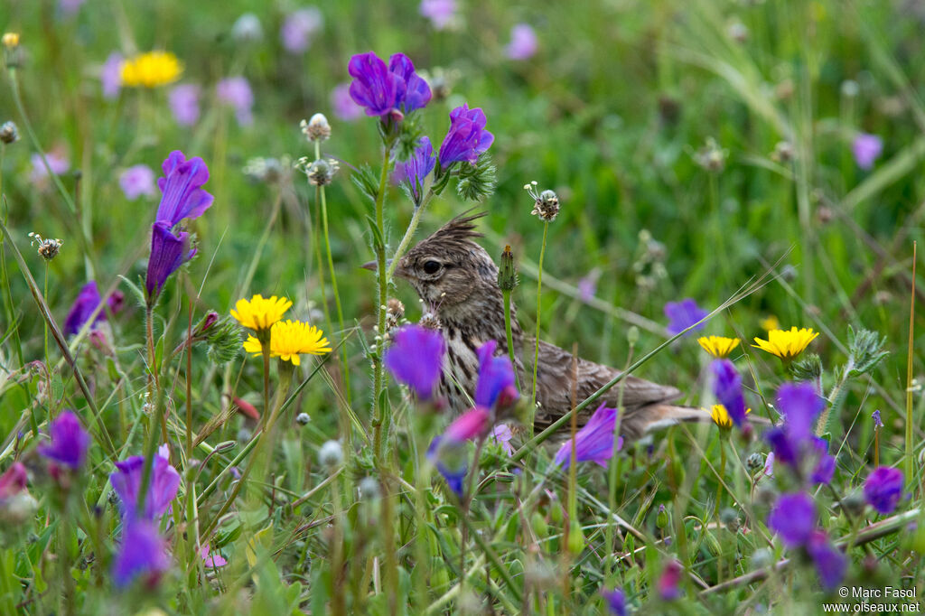 Thekla's Larkadult, identification, walking